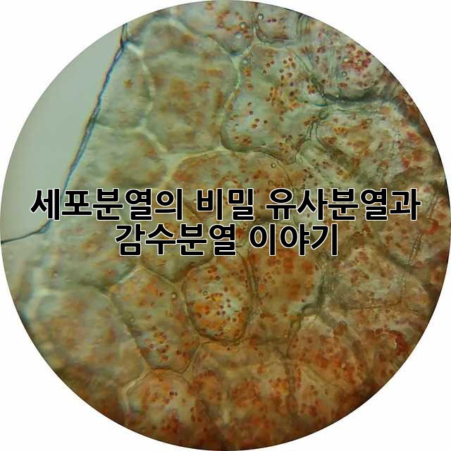 세포분열의 비밀: 유사분열과 감수분열 이야기